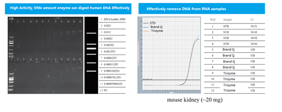 DNase I Recombinant GMP Grade – Tinzyme Ltd